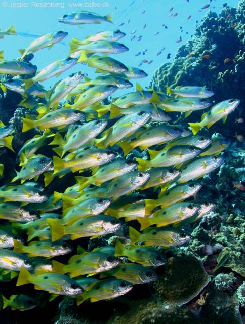 doctor fish, Marsa Alam, Egypt, KCN Berlin